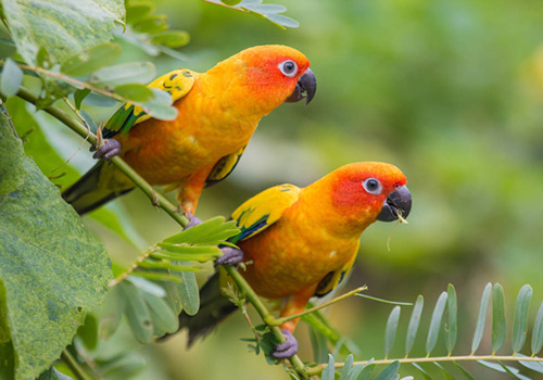 Жыныстық армян әйелі